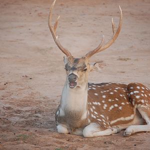 Chital buck - Peshawar Zoo 20/10/2018
