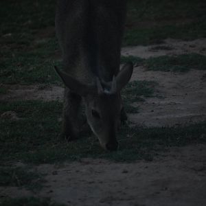 Grey goral feeding - Peshawar Zoo 20/10/2018
