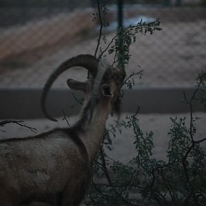 Sindh ibex feeding - Peshawar Zoo 20/10/2018