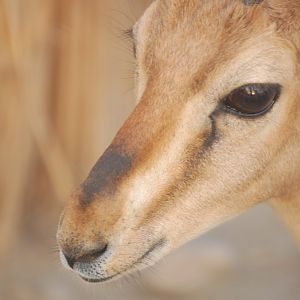 Chinkara face detail - Peshawar Zoo 20/10/2018