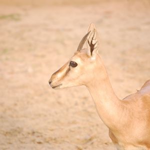 Chinkara female - Peshawar Zoo 20/10/2018