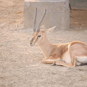 Chinkara male - Peshawar Zoo 20/10/2018