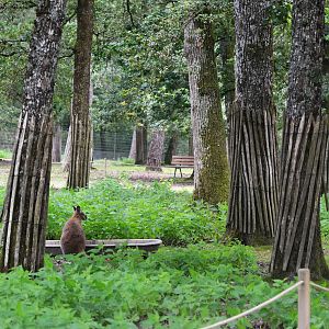 Red-necked Wallaby Walk-through at Haute-Touche, 14/06/18