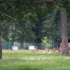 Axis Deer at Haute-Touche, 14/06/18