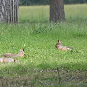 Patagonian Mara at Haute-Touche, 14/06/18