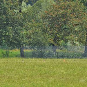 Blackbuck in the Grass at Haute-Touche, 14/06/18
