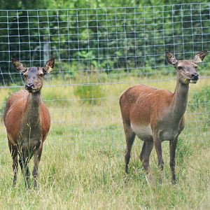 Central European Red Deer at Haute-Touche, 14/06/18