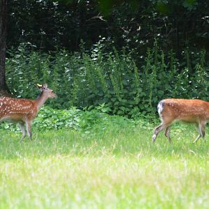 Japanese Sika at Haute-Touche, 14/06/18