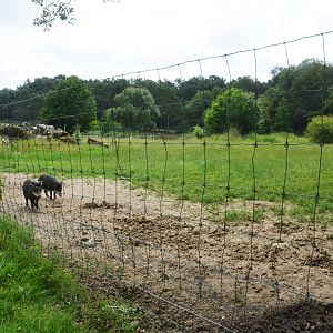 White-lipped Peccary Enclosure at Haute-Touche, 14/06/18