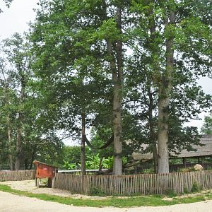 Ring-tailed Coati Enclosure at Haute-Touche, 14/06/18