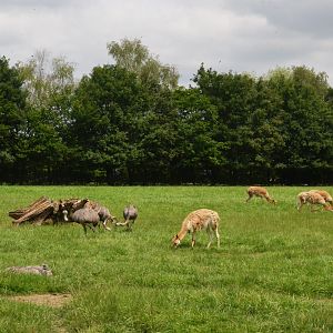 Vicuna and Greater Rhea at Haute-Touche, 14/06/18
