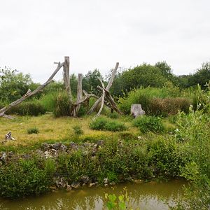 Ring-tailed Lemur Island at Haute-Touche, 14/06/18