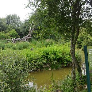 White-fronted Lemur Island at Haute-Touche, 14/06/18