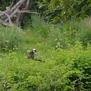 White-fronted Lemur at Haute-Touche, 14/06/18