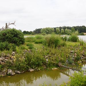 Crowned Lemur Island at Haute-Touche, 14/06/18