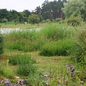 Crowned Lemur Island at Haute-Touche, 14/06/18