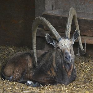 Nubian Ibex at Haute-Touche, 14/06/18