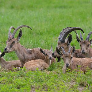 Nubian Ibex at Haute-Touche, 14/06/18