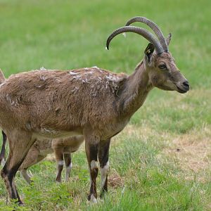 Nubian Ibex at Haute-Touche, 14/06/18