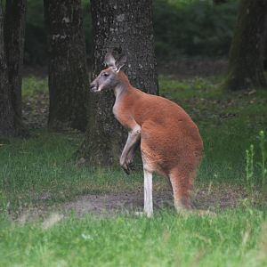 Red Kangaroo at Haute-Touche, 14/06/18