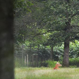 Siamese Eld's Deer at Haute-Touche, 14/06/18