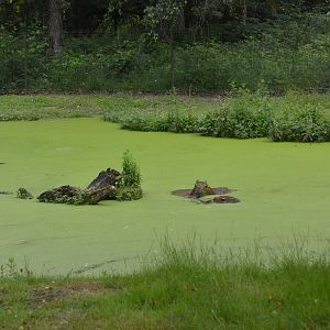 Capybara Lake at Haute-Touche, 14/06/18
