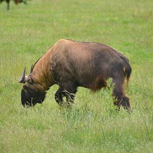 Mishmi Takin at Haute-Touche, 14/06/18