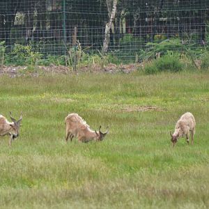 Turkmenian Markhor at Haute-Touche, 14/06/18