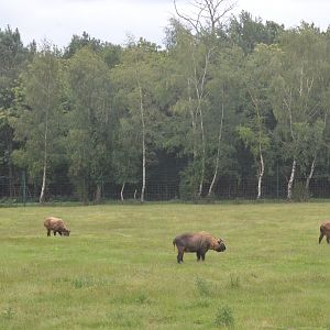 Mishmi Takin at Haute-Touche, 14/06/18