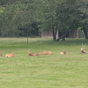 Pere David's Deer at Haute-Touche, 14/06/18