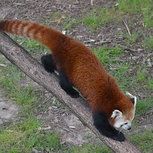 Nepalese Red Panda at Haute-Touche, 14/06/18