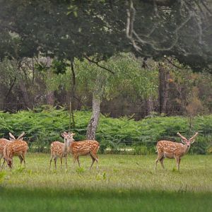 Dybowski's Sika at Haute-Touche, 14/06/18