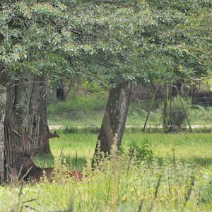 Wapiti at Haute-Touche, 14/06/18