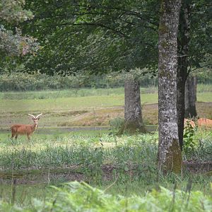 Burmese Brow-antlered Deer at Haute-Touche, 14/06/18