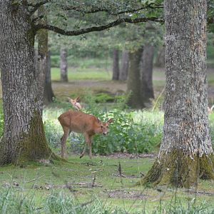 Burmese Brow-antlered Deer at Haute-Touche, 14/06/18