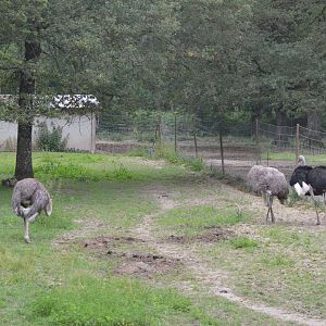 Common Ostrich at Haute-Touche, 14/06/18