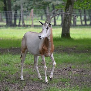 Scimitar-horned Oryx at Haute-Touche, 14/06/18