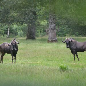 Black Wildebeest at Haute-Touche, 14/06/18