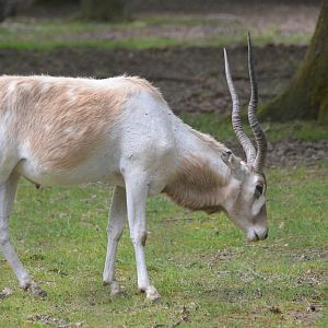Addax at Haute-Touche, 14/06/18