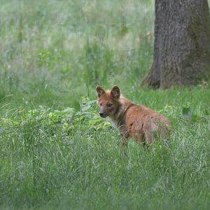 Dhole at Haute-Touche, 14/06/18