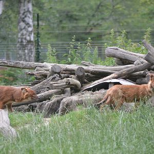 Dhole at Haute-Touche, 14/06/18
