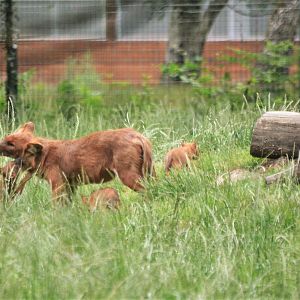 Dhole at Haute-Touche, 14/06/18
