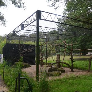 African Grey Parrot and Violet Turaco Aviary at Haute-Touche, 14/06/18