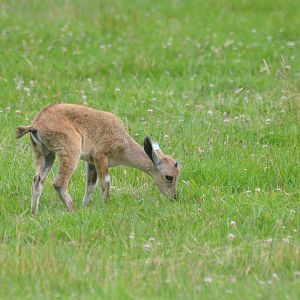 Nubian Ibex at Haute-Touche, 14/06/18
