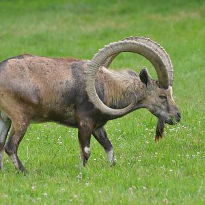 Nubian Ibex at Haute-Touche, 14/06/18