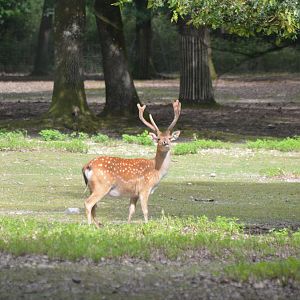 Vietnamese Sika at Haute-Touche, 14/06/18