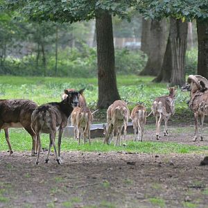 European Mouflon at Haute-Touche, 14/06/18