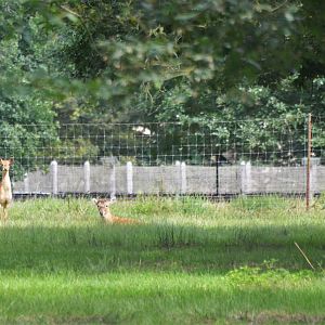 Siamese Eld's Deer at Haute-Touche, 14/06/18