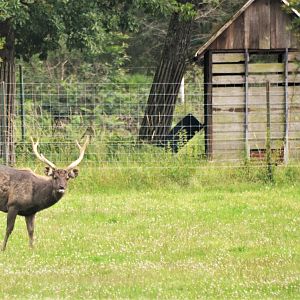 Sambar at Haute-Touche, 14/06/18