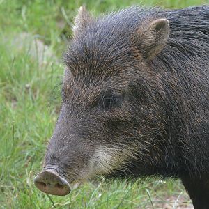 White-lipped Peccary at Haute-Touche, 14/06/18